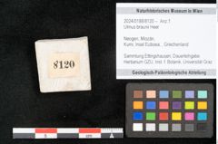 Foto (Objekt + Etikett) von Ulmus braunii Heer (NHMW-GEO-2024-0188-8120)